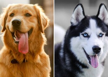 Golden Retriever Siberian Husky Puppy
