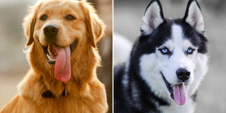 Golden Retriever Siberian Husky Puppy