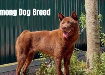 Hmong Dog Breed
