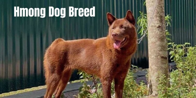 Hmong Dog Breed