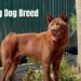 Hmong Dog Breed