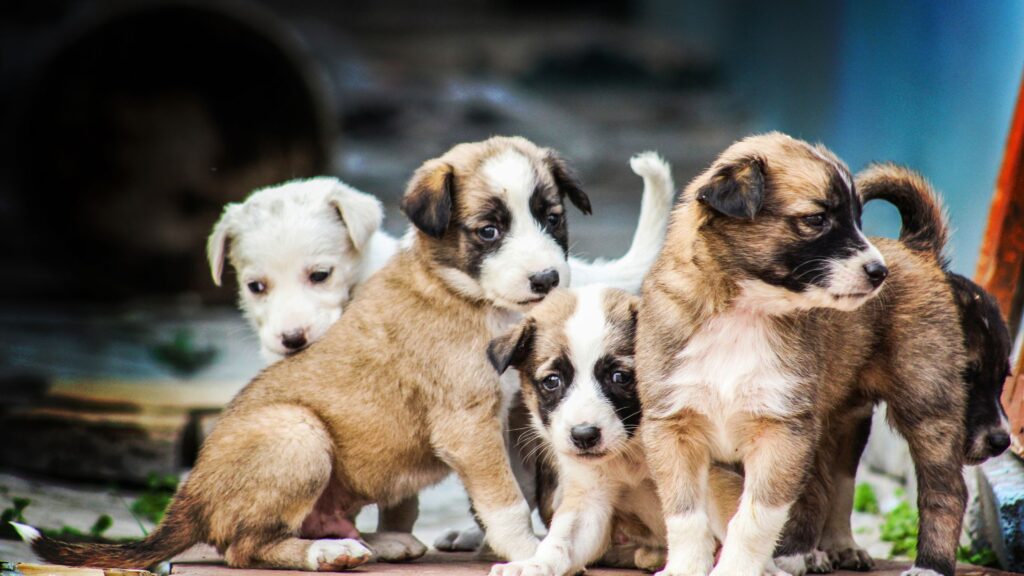 How Can You Identify A Siberian Husky And Golden Retriever Mix?