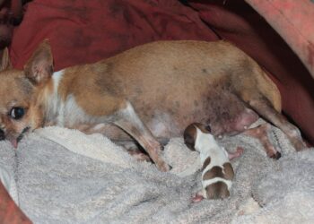 How Long is a Dog Pregnant with Puppies