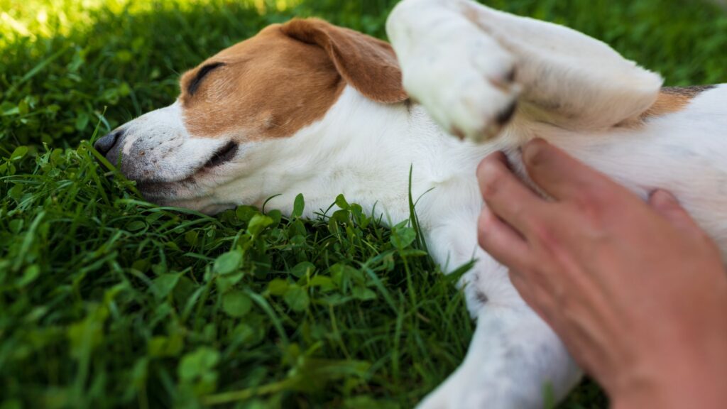 How To Give Good Belly Rubs To Your Dog?