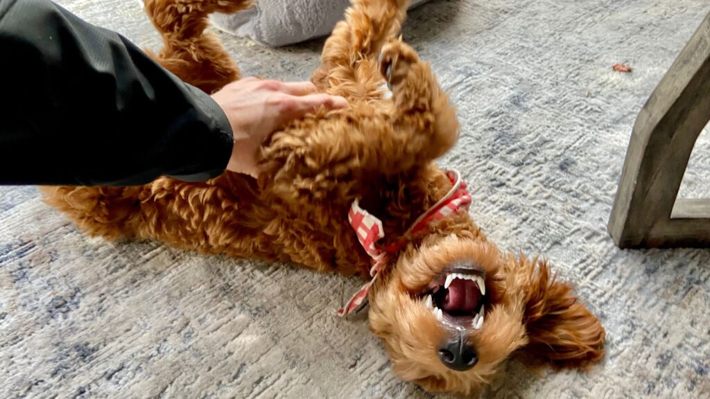 How To Know if Your Dog Wants a Belly Rub?