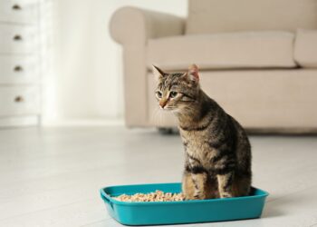 How to Litter Train a Kitten