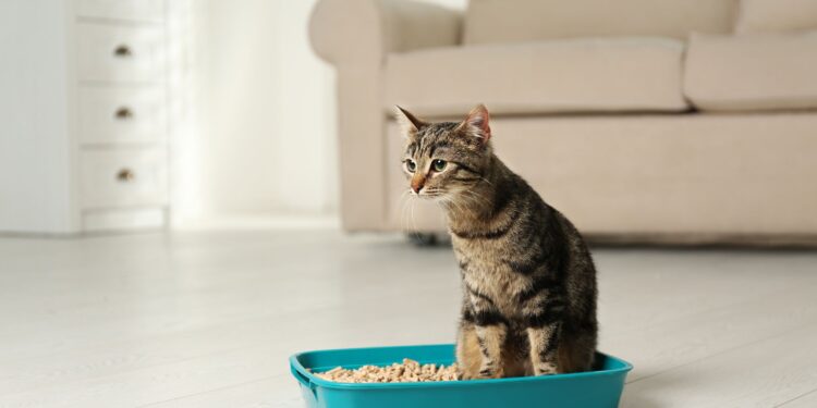 How to Litter Train a Kitten