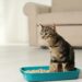 How to Litter Train a Kitten