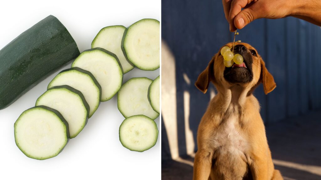 Is Zucchini Safer than Cucumbers for Dogs?