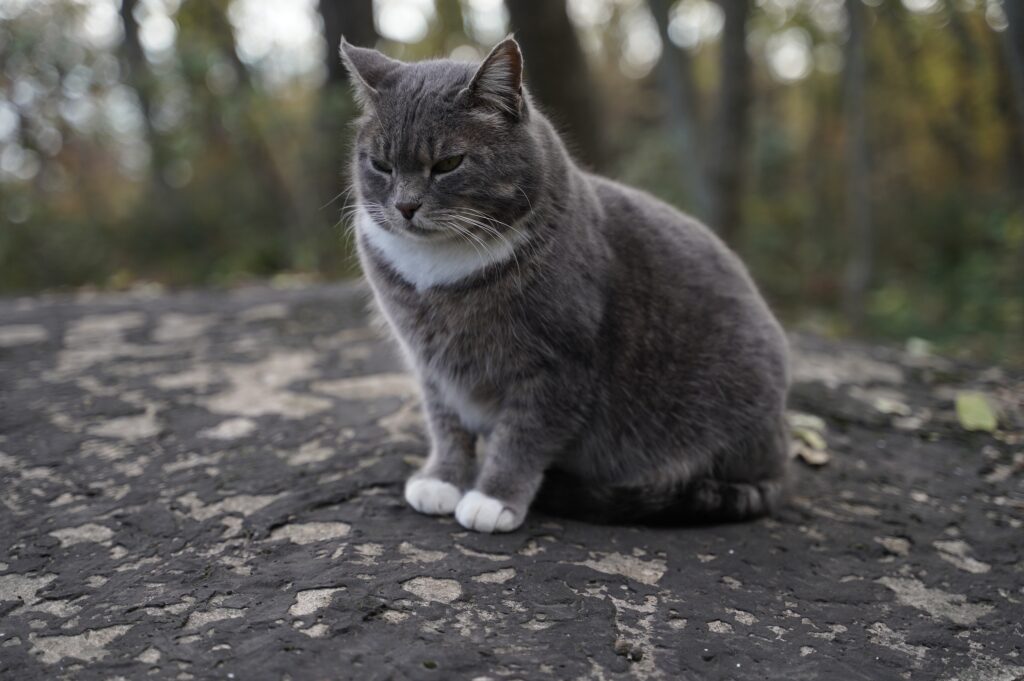 Overweight Cat