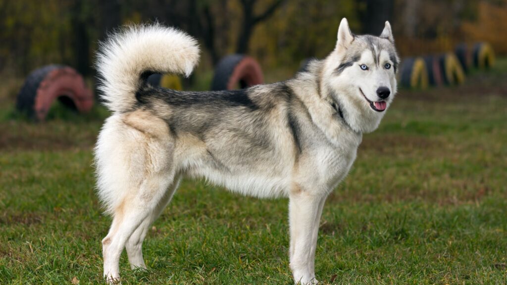 Siberian Husky