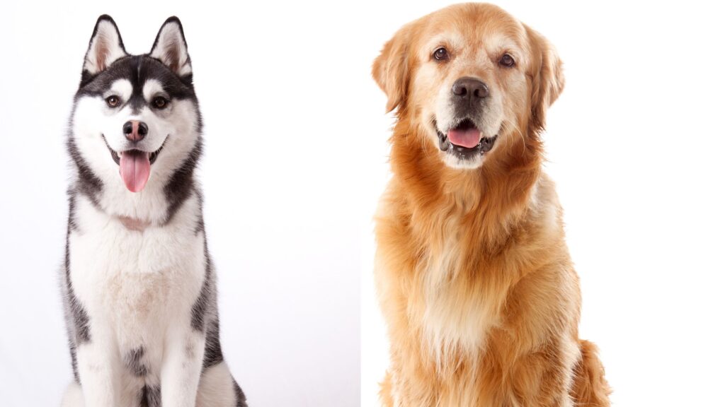 Siberian Husky v/s Golden Retriever