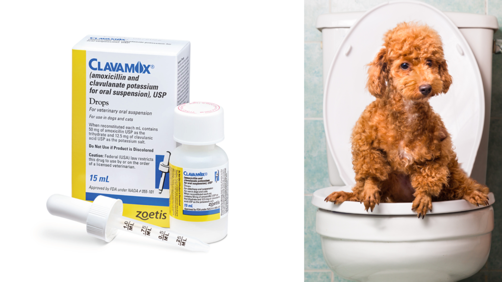 How Does the Clavamox Drug Work for Dogs?