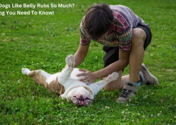 Why Do Dogs Like Belly Rubs So Much