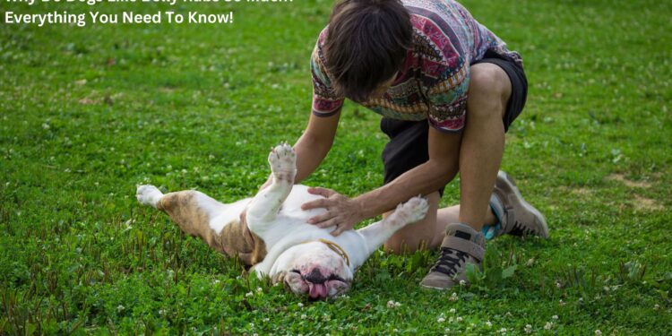 Why Do Dogs Like Belly Rubs So Much