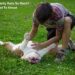 Why Do Dogs Like Belly Rubs So Much