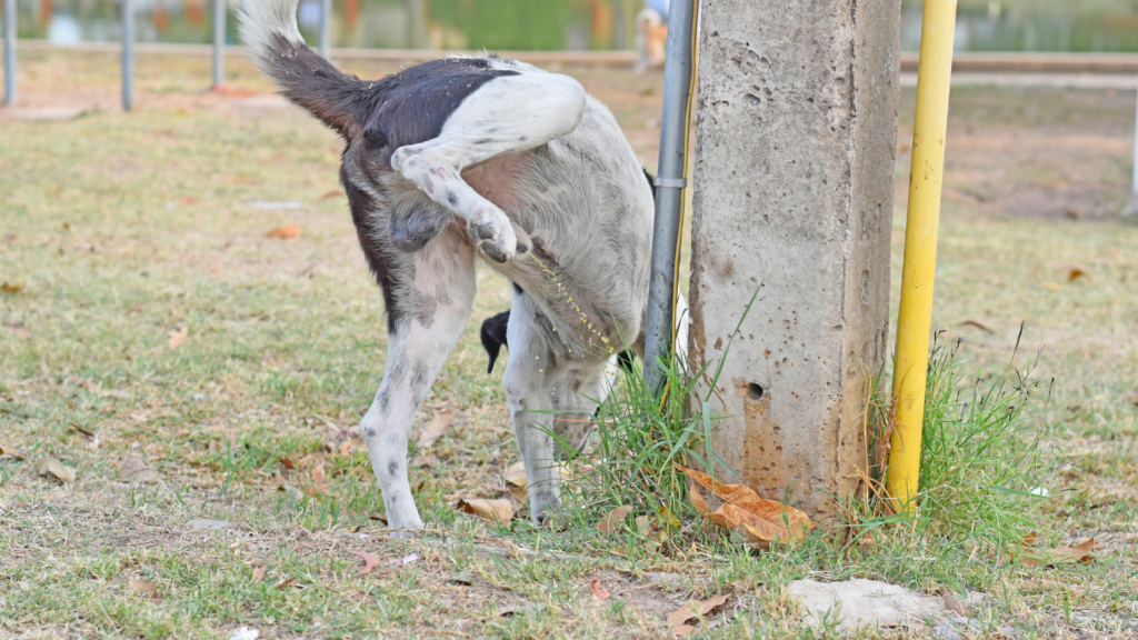 Why is my Dog Suddenly Peeing so Much?