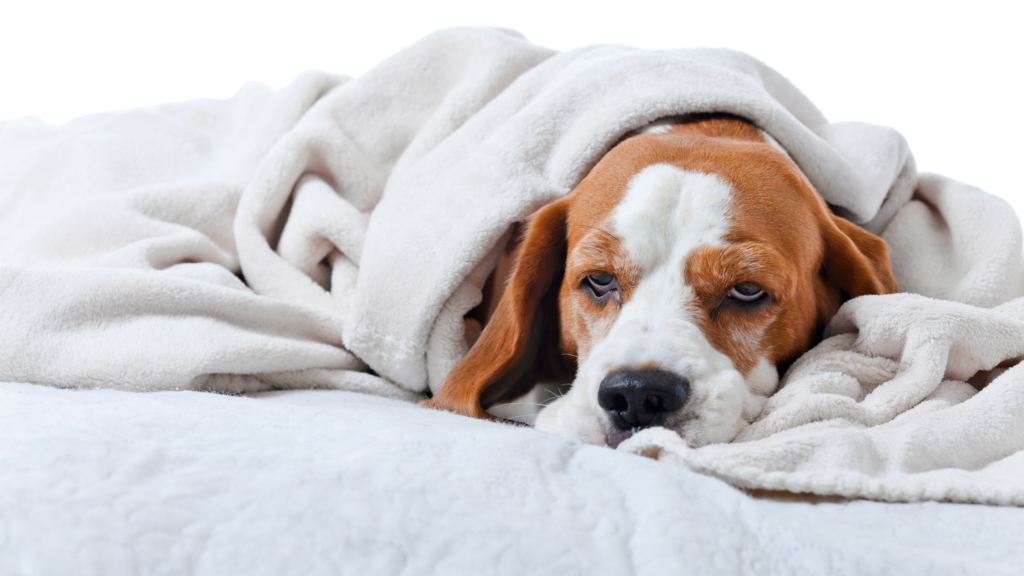 Why is your Dog Falling Sick so Often?