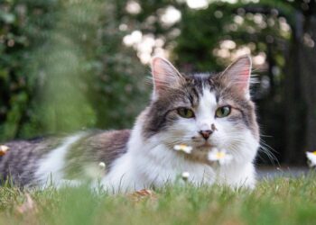 how heavy should my cat be