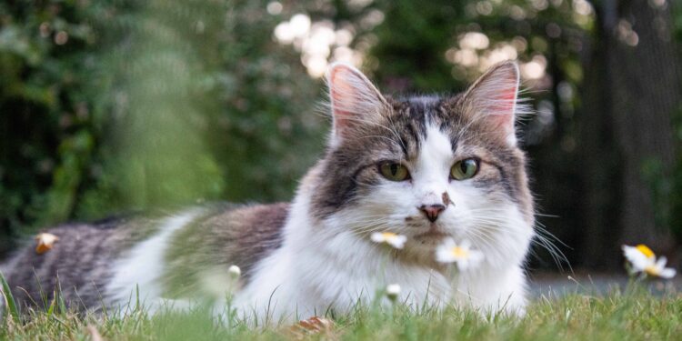 how heavy should my cat be