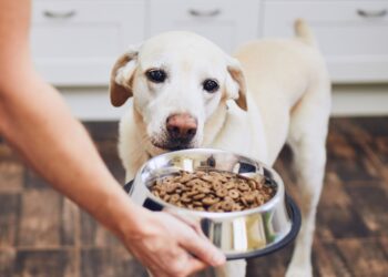 how to force feed a dog who won t eat