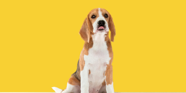 why-does-my-dog-stare-at-me