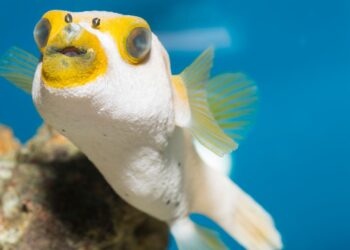 All About Freshwater Puffer Fish