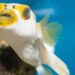 All About Freshwater Puffer Fish