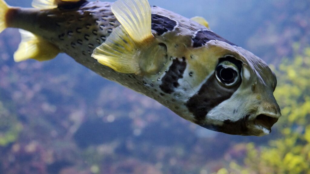 Amazon Puffer Fish