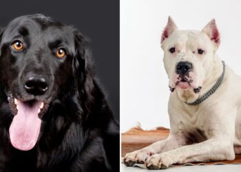 Black and White Dog Names Males and Female Puppies