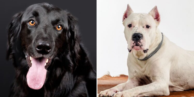 Black and White Dog Names Males and Female Puppies