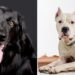 Black and White Dog Names Males and Female Puppies