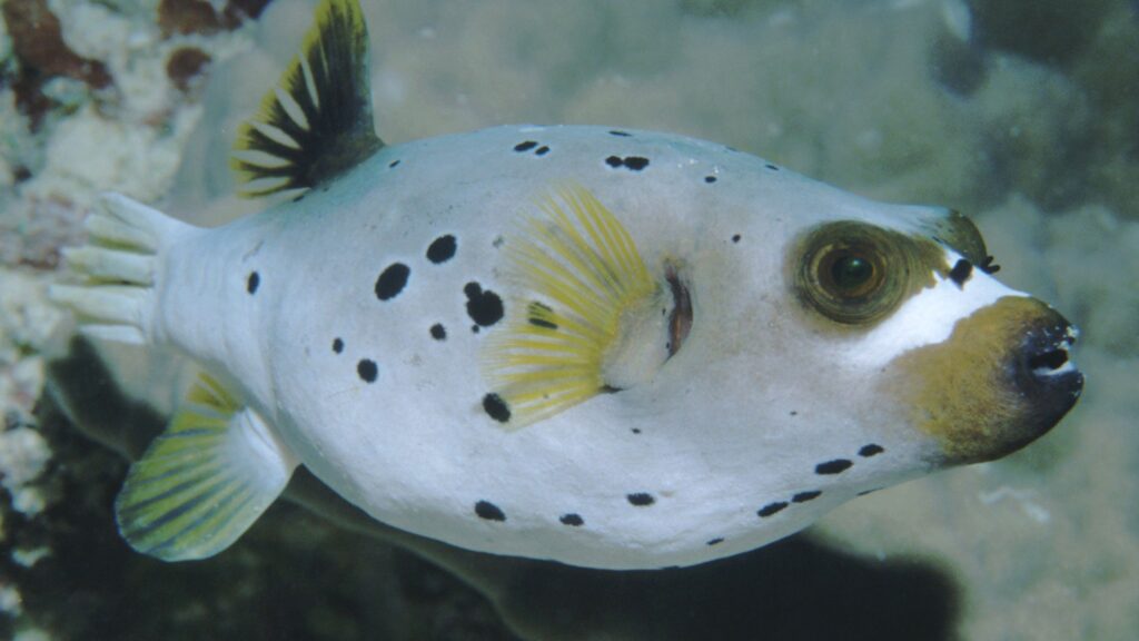 Blackspotted Puffer Fish