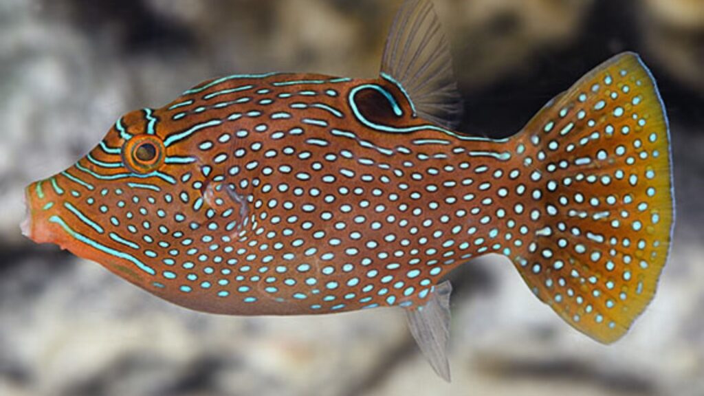 Blue-Spotted Puffer Fish