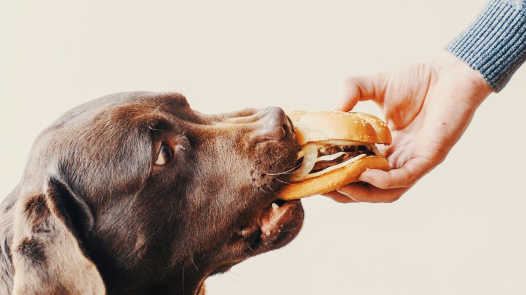 Can Dogs Eat Cottage Cheese?