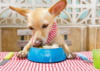 Can Your Dog Have Cottage Cheese