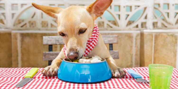 Can Your Dog Have Cottage Cheese