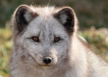 Canadian Marble Fox