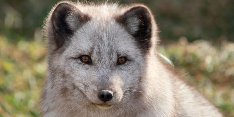 Canadian Marble Fox: Everything You Should Know