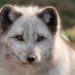 Canadian Marble Fox