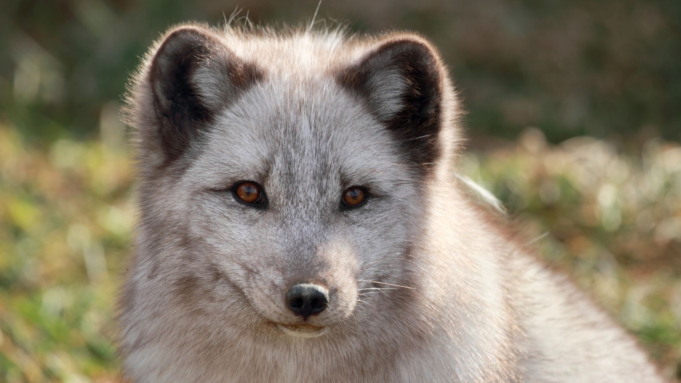 Canadian Marble Fox: Everything You Should Know