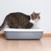 Cat Pooping Outside The Litter Box