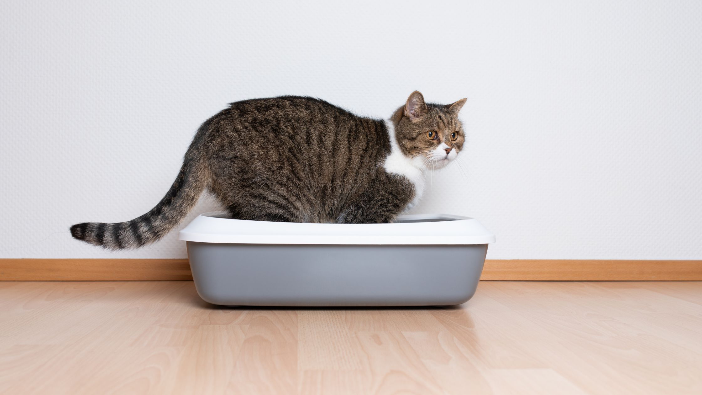 Cat Pooping Outside The Litter Box What Can You Do To Stop Them?