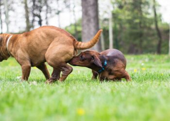 Common Behaviors of a Female Dog in Heat!