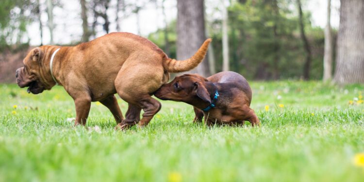Common Behaviors of a Female Dog in Heat!