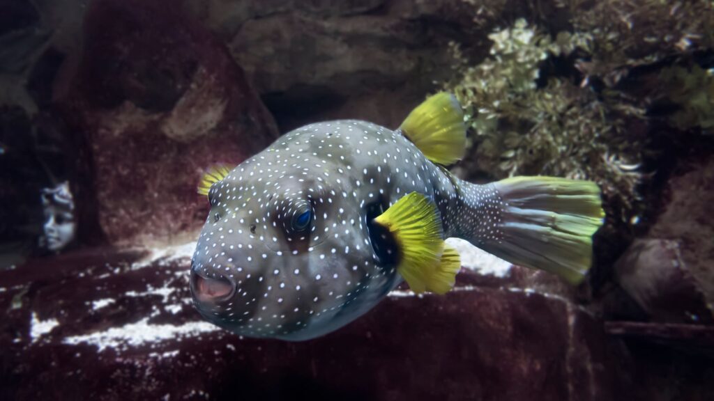 Congo Puffer Fish