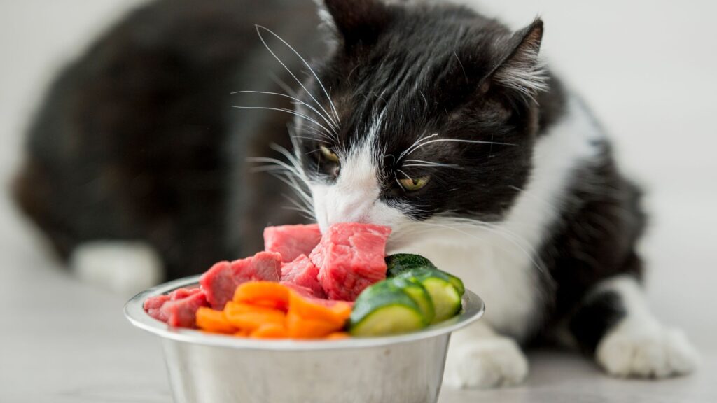 Cat: Diet & Nutrition