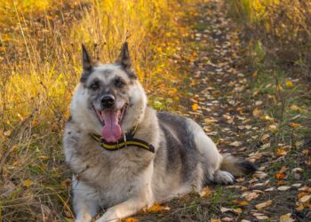 Dog Has Something Stuck In Throat