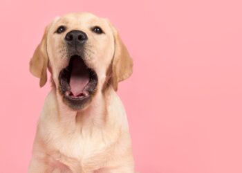 Dog Making Weird Mouth Movements