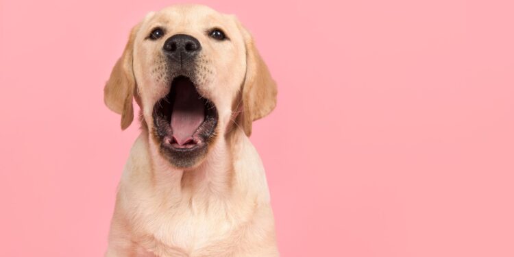 Dog Making Weird Mouth Movements